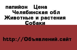 папийон › Цена ­ 10 000 - Челябинская обл. Животные и растения » Собаки   